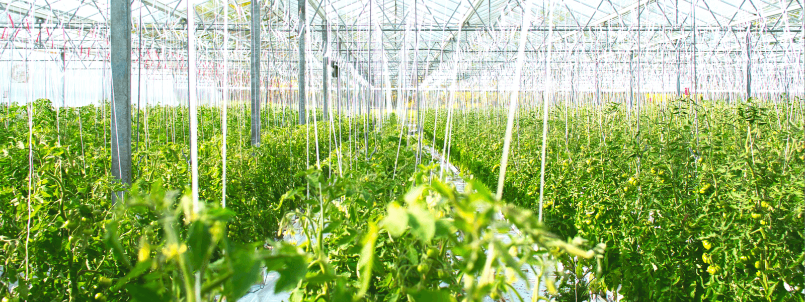 向陽(yáng)而生、逐浪前行，追求卓越、只爭(zhēng)朝夕